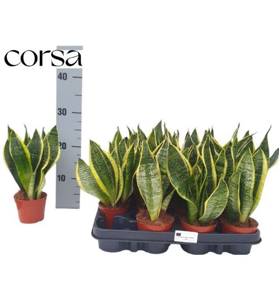 Pl. sanseveria futura 30cm x12 - SANFUT12930