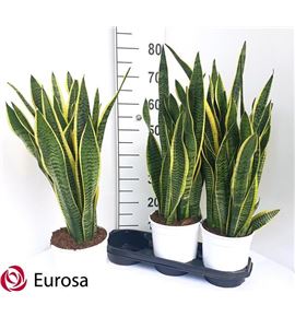 Pl. sanseveria laurentis 75cm x3 - SANLAU31975