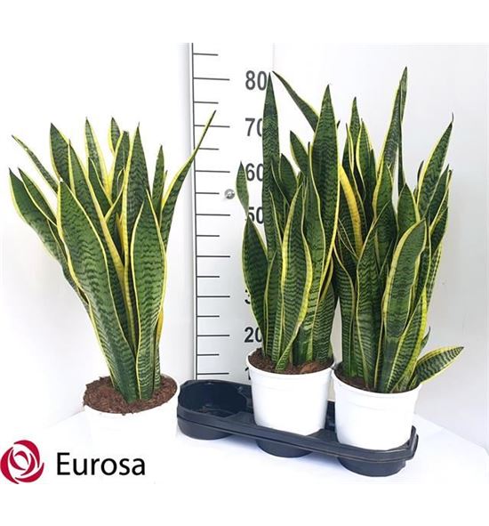 Pl. sanseveria laurentis 75cm x3 - SANLAU31975