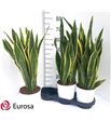 Pl. sanseveria laurentis 75cm x3 - SANLAU31975