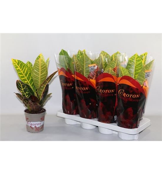 Pl. codiaeum petra 45cm x8 - CODPET81345