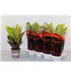 Pl. codiaeum petra 45cm x8 - CODPET81345