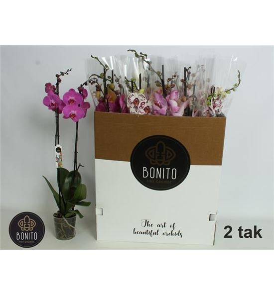 Pl. phalaenopsis mixta 10kl 2t 75cm x12 - PHAMIX10121275