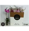 Pl. phalaenopsis mixta 10kl 2t 75cm x12 - PHAMIX10121275