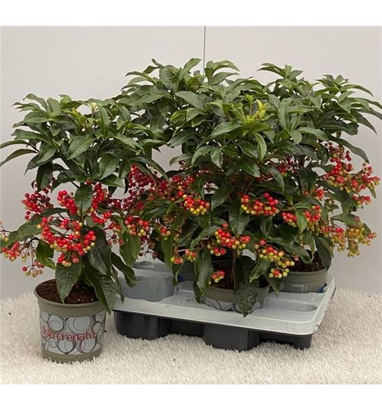 Pl. ardisia crenata 45cm x4 - ARDCRE41445