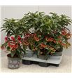 Pl. ardisia crenata 45cm x4 - ARDCRE41445