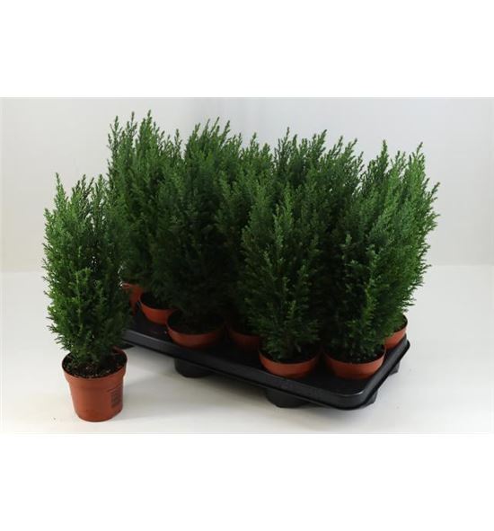 Pl. chameacyparis lawsoniana 42cm x12 - CHALAW1251042