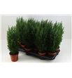 Pl. chameacyparis lawsoniana 42cm x12 - CHALAW1251042