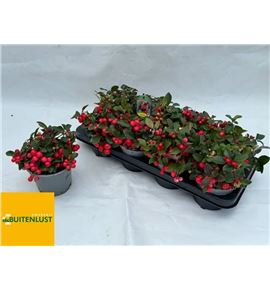 Pl. gaultheria big berry 20cm x8 - GAUBIG81320