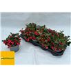 Pl. gaultheria big berry 20cm x8 - GAUBIG81320