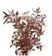 Eucaliptus populus champagne 200gr - EUPOPCHA