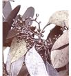 Eucaliptus populus champagne 200gr - EUPOPCHA1