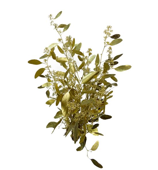 Eucaliptus populus oro 200gr - EUPOPORO