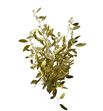 Eucaliptus populus oro 200gr - EUPOPORO