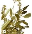 Eucaliptus populus oro 200gr - EUPOPORO1