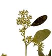 Eucaliptus populus oro 200gr - EUPOPORO2