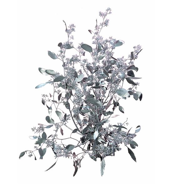 Eucaliptus populus plata 200gr - EUPOPPLA