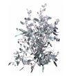 Eucaliptus populus plata 200gr - EUPOPPLA
