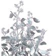 Eucaliptus populus plata 200gr - EUPOPPLA1