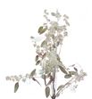 Eucaliptus populus platina 200gr - EUPOPPLAT