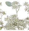 Eucaliptus populus platina 200gr - EUPOPPLAT1