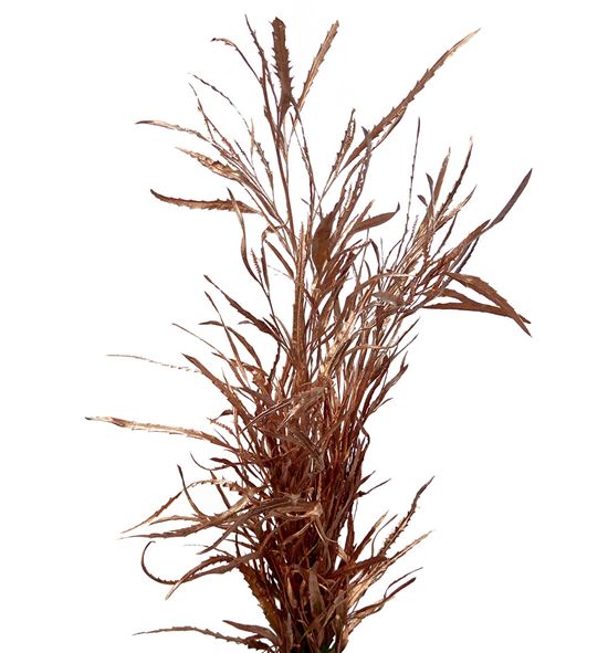 Grevillea cobre 200gr - GRECOB