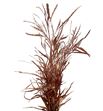 Grevillea cobre 200gr - GRECOB