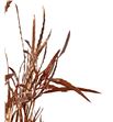 Grevillea cobre 200gr - GRECOB1