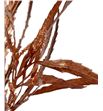Grevillea cobre 200gr - GRECOB2