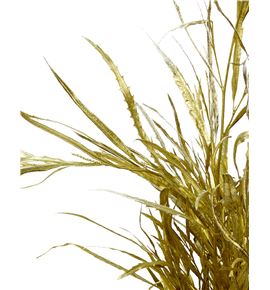 Grevillea oro 200gr - GREORO