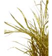Grevillea oro 200gr - GREORO1