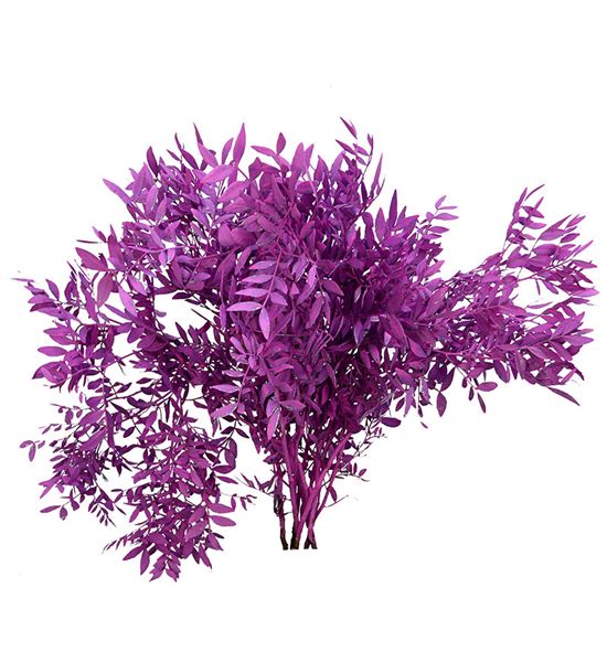 Lentisco fucsia a2 - LENFUC