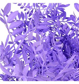Lentisco milka a2 - LENMIL