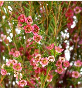 Chame my sweet 60 - CHAMYSWE