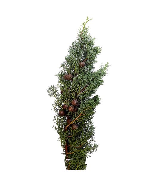 Cupressus glauc 60 - CUPGLA