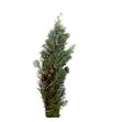 Cupressus glauc 60 - CUPGLA