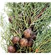 Cupressus glauc 60 - CUPGLA1