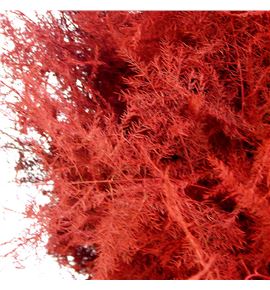 Esparraguera plumosa rojo 45 - ESPPLUROJ