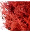 Esparraguera plumosa rojo 45 - ESPPLUROJ1
