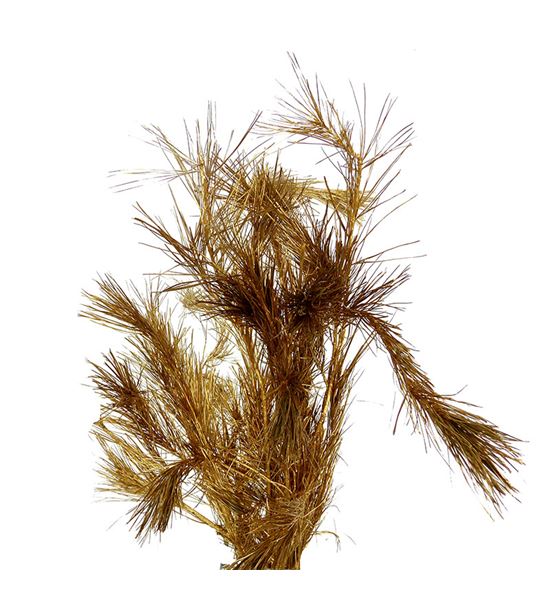 Pinus strobus antiek oro 60 - PINSTRANTORO