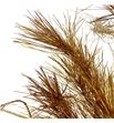 Pinus strobus antiek oro 60 - PINSTRANTORO1