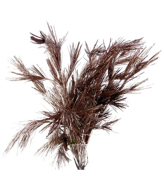 Pinus strobus champagne 60 - PINSTRCHA