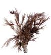 Pinus strobus champagne 60 - PINSTRCHA