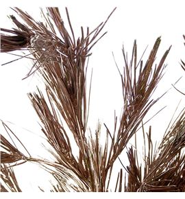 Pinus strobus champagne 60 - PINSTRCHA