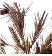 Pinus strobus champagne 60 - PINSTRCHA1