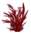 Pinus strobus rojo 60 - PINSTRROJ