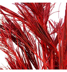 Pinus strobus rojo 60 - PINSTRROJ