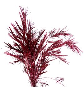 Pinus strobus metalic rojo 60 - PINSTRMETROJ