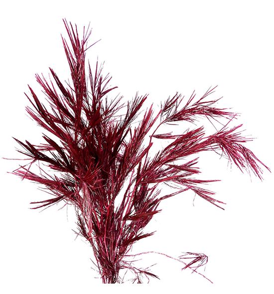 Pinus strobus metalic rojo 60 - PINSTRMETROJ