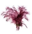 Pinus strobus metalic rosa 60 - PINSTRMETROS